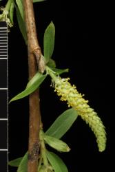 Salix gooddingii. Male catkin with emerging flowers.
 Image: D. Glenny © Landcare Research 2020 CC BY 4.0